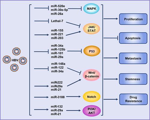 Figure 2 Hepatitis B virus promotes hepatocellular carcinoma by intervening various signal pathways through different microRNAs. Lines ending with arrows or bars indicate promotion or inhibitory effects, respectively.