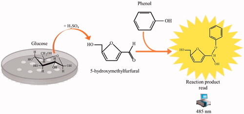 Figure 4. The reaction of phenol–sulphuric acid assay with glucose. Phenol in the presence of sulphuric acid is used for the quantitative colorimetric determination of glucose. Glucose by the action of concentrated sulphuric acid is dehydrated to hydroxymethylfurfural. These compounds then react with phenol to produce the reaction product (phenol- hydroxymethylfurfural), having a yellow-gold colour. The phenol-hydroxymethylfurfural is directly proportional to the amount of glucose present in the medium.