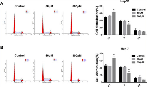 Figure 7 Paeonol treatment impeded the cell cycle at the G1 to S transition. After incubation with paeonol (50 µM or 800 µM), cell cycle of Hep3B and Huh-7 cells was monitored by flow cytometry. (A and B) The statistics of cell number in G1 and S stages were shown. *P < 0.05.