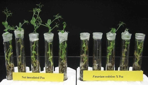 Fig. 2. The effect of inoculation with F. redolens (SMCD 2402) on pea: non-inoculated (left) and inoculated (right).
