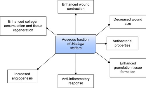 Figure 12 Possible mechanisms by which aqueous fraction enhances wound healing in diabetic condition.