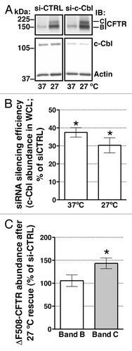 Figure 1. western blots demonstrating the effects of c-Cbl depletion on ∆F508-CFTR abundance in whole cell lysates (WCL) at steady-state in polarized CFBE41o- cells. Cells were transfected with 50 nM siRNA against the human c-Cbl gene (s-ic-Cbl) or the non-silencing negative siRNA control (si-CTRL). Low temperature (27°C) for 48h was used to rescue the biosynthetic processing defect of ∆F508-CFTR. Representative western blots (A, the bottom panel) and summary of experiments (B) demonstrating that si-c-Cbl decreased the c-Cbl protein abundance in WCL. Low temperature (27°C) did not affect the c-Cbl silencing efficiency. Low temperature rescued the abundance of the mature, plasma membrane associated, fully glycosylated ∆F508-CFTR band C. Partial silencing of c-Cbl increased the steady-state abundance of ∆F508-CFTR band C in polarized CFBE41o- cells (A; the top panel and C). By contrast, partial silencing of c-Cbl did not increase the steady-state abundance of the partially glycosylated ∆F508-CFTR band B (A and C). Silencing c-Cbl in cells not subjected to low temperature (37°C) did not increase the abundance of the ∆F508-CFTR band C, indicating that c-Cbl does not facilitate the biosynthetic processing of ∆F508-CFTR (A). The ∆F508-CFTR abundance was normalized for actin. Actin expression was used as a loading control. *, p < 0.05 vs. siCTRL. Five experiments/group. Error bars, SE.