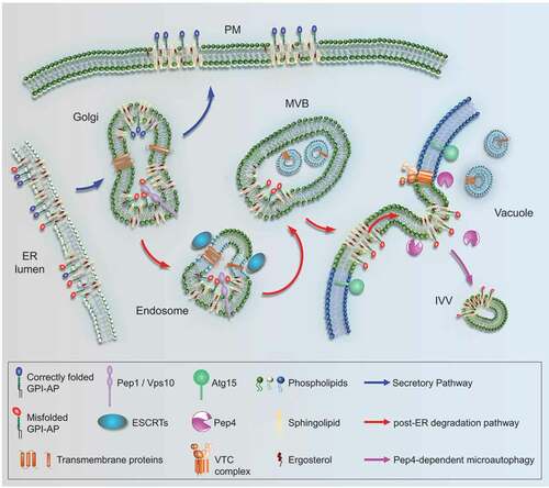 Figure 1. A yeast post-ER degradation pathway links to Pep4-dependent microautophagy. GPI-APs are synthesized at the ER. They are devoid of cytosolic tails and TMDs and known to associate with sphingolipids and sterols in specific membrane domains (rafts). After ER export, correctly folded GPI-APs (blue) are routed to the plasma membrane (PM) via the secretory pathway. Misfolded GPI-APs (red) are diverted from the secretory pathway at the Golgi and are routed to endosomes by a process involving Pep1/Vps10. Unlike membrane-bound cargos that contain cytosolic tails and become ubiquitinated for ESCRT-mediated internalization from endosomes, forming multi-vesicular bodies (MVBs), misfolded GPI-APs fail to internalize at this stage. Instead, after endosome-vacuole fusion, they internalize from the vacuolar membrane into intravacuolar vesicles (IVVs). This microautophagic process is Pep4-dependent and negatively regulated by VTCs; it might be aided by raft-like properties in the vacuolar membrane. Subsequent degradation of IVVs depends on the vacuolar lipase Atg15.