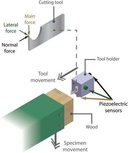 Figure 3. Cutting forces acting on the tool. The experimental setup shows how the wood piece rotates while the tool is moved into the wood by the tooth holder.