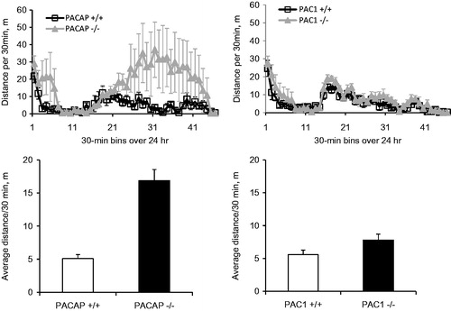 Figure 4. Locomotor activity in PACAP- and PAC1-deficient mice, and their wild-type counterparts. PACAP−/− mice were more hyperactive during a 23-h period (lights off during half-hour bins 14–38) than wild-type mice, while locomotor activity of PAC1−/− mice was similar to wild-types. N = 4–5 for each group.