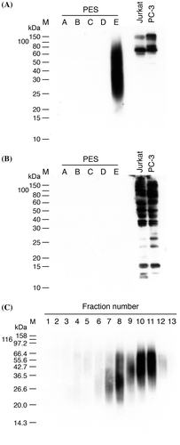 Fig. 2. Lectin blot analysis.