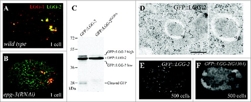 Figure 3. LGG-2 puncta during embryogenesis. ((A)and B) Confocal images of LGG-1 (red) and LGG-2 (green) in wild-type and epg-3 1-cell embryos. (C) Western blot of protein extracts from mixed-stage GFP::LGG-2 and GFP::LGG-2G130A transgenic worms incubated with anti-GFP antibody. (D) Electron micrographs of GFP::LGG-2 embryos incubated with anti-GFP antibodies. The right panel shows a magnified view of the autophagosome. Scale bar: 200 nm. ((E)and F) Confocal images of GFP::LGG-2 and GFP::LGG-2G130A in 500-cell embryos. GFP::LGG-2 localizes in both a punctate and a diffuse pattern while GFP::LGG-2G130A is diffusely localized in the cytosol. This figure was previously published in references 24 and 25 and is reproduced by permission of Elsevier and Landes Bioscience.