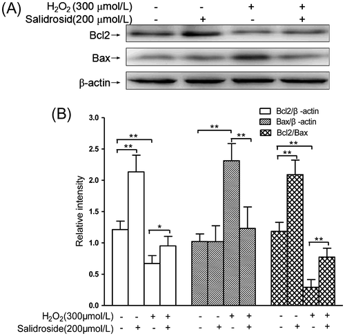 Fig. 5. Effects of salidroside on the expressions of Bcl2 and Bax in primary-cultured RECs.Notes: (A) Intracellular Bcl2/Bax expressions detected by Western blot analysis. (B) The quantitative comparisons of Bcl2, Bax, and Bcl2/Bax (n = 4/group). *p < 0.05, **p < 0.01.
