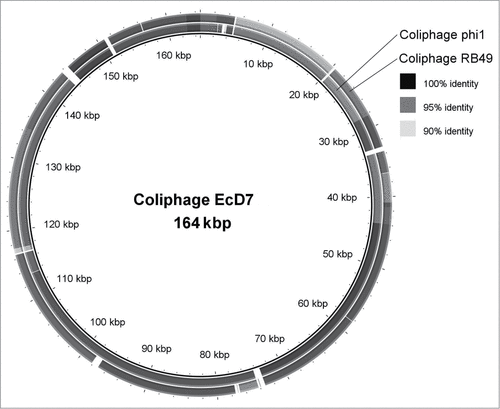 Figure 1. A comparison of the genome of the coliphage EcD7 with the affine phages of the T4-like viruses Phi1 and RB49.