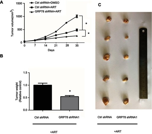 Figure 5 Knockdown GRP78 enhanced artesunate-induced ferroptosis in AsPC-1 cells in vivo. Cultured GRP78 knockdown AsPC-1(GRP78 shRNA1) cells and control cancer cells were transplanted subcutaneously with 1×106 cells/mouse into the right subcutaneous ﬂank of nude mice (five mice per group). The nude mice were randomized into two groups and treated with DMSO or artesunate (30 mg/kg/i.p.), respectively. The tumor-growth rate (A), tumor weight (B), and tumor volume (C) were measured at 35 d post-injection. ART represents for artesunate. *P<0.05 relative to control. Statistical analysis was performed using Student’s t-test.