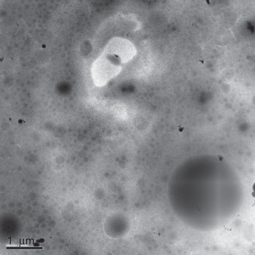 Figure 2.  Cryo-TEM micrograph of GAN.