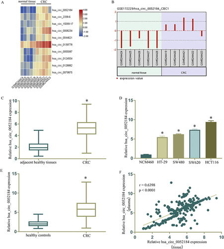 Figure 1 Hsa_circ_0052184 is highly expressed among CRC versus normal plasma samples. (A) Genes upregulated in the GSE172229 dataset were subjected to cluster analysis. (B) Hsa_circ_0052184 was enhanced in CRC relative to normal tissues. (C) qRT-PCR identified hsa_circ_0052184 expression in CRC samples. (D) Hsa_circ_0052184 expression in CRC cell lines and human normal colorectal cell line NCM460. (E) qRT-PCR revealed the absolute hsa_circ_0052184 RNA expression. (F) Correlation between the relative hsa_circ_0052184 RNA expression in CRC tissues and the absolute RNA expression in the plasma. *p<0.05.