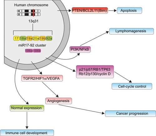 Figure 9 Underlying biological function of miR17-92 family cluster.