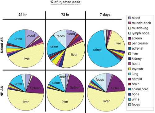 Figure 5.  The quantitative biodistribution of AS NP in whole body organs presented as recovered amount (%). Naked (n = 4) or NP (n = 6) encapsulated sequences were internally labeled with 33P ATP and injected IV into a healthy male Sabra rats (350–400 g) tail vein (average 13.2 × 106 DPM/rat). Rats injected with saline were used as control group (n = 2). Biodistribution was evaluated at 24 h, 72 h, and 7 days by beta-counter analysis of blood, organs, and excrement samples. The radioactivity was normalized to the animal weight and organ accumulation was expressed as a percentage of total body recovery (mean ± SD).