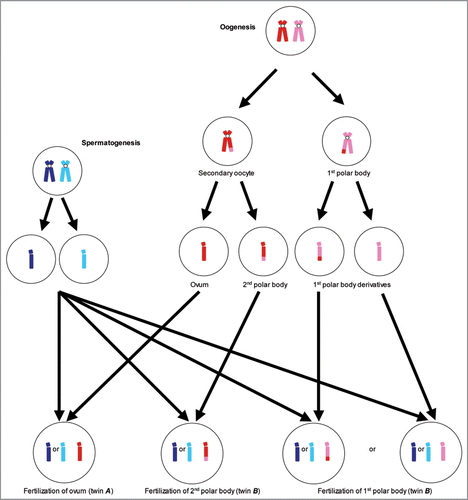 Figure 2 Graphical representation of polar body twinning and its implication in allele sharing. We compare allele sharing in first and second polar body twins (twin B) with a conventionally conceived twin (twin A). In each twin there is a 50% chance of sharing paternally derived alleles (represented by light and dark blue). However, the sharing of maternally derived alleles (represented by red and pink) is determined by which polar body is fertilized and the location and frequency of chiasmata. (Crossing-over is not depicted during spermatogenesis).