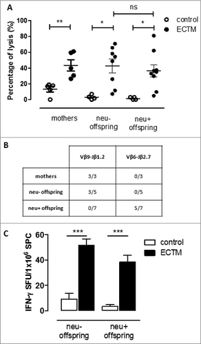 Figure 5. The passive transfer of maternal immunity induces an active cytotoxic immune response and the expansion of a distinct TCR repertoire in the offspring. (A) In vivo cytotoxic response against p63–71 peptide in control (white dots) or ECTM (black dots) mothers and in their neu- and neu+ 5-week-old offspring. (B) TCR repertoires in ECTM vaccinated mothers and in their neu- and neu+ offspring. Immunoscope analysis was conducted on cDNA pools obtained from LNs of ECTM mothers (n = 3) and their neu+ (n = 7) and neu- (n = 5) 5-week-old offspring. LNs cells were re-stimulated in vitro with the p63–71 peptide. Vβ9-Jβ1.2 and Vβ6-Jβ2.7 rearrangement frequencies are shown. Data are representative of 2 independent experiments. (C) T-cell response against p63–71 peptide quantified in vitro with an IFNγ-based ELISPOT assay. IFNγ-producing cells from control (white bars) and ECTM (black bars) neu- and neu+ offspring are expressed as SFU/1 ×106 SPC. *, p = 0.01; **, p = 0.005; ***, p = 0.0008, Student's t-test. Graphs display mean ± SEM and are representative of 2 independent experiments.
