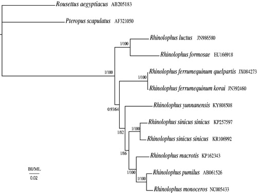Figure 1. Phylogenetic tree of the relationships among 12 species of Vespertilionidae, including R. yunnanensis based on the nucleotide dataset of the 13 mitochondrial protein-coding genes. The Bayesian posterior probability values and the maximum-likelihood bootstrap values are indicated above nodes. The GenBank numbers of all species are shown in the figure.