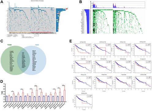 Figure 1 Mutation patterns and survival analysis of commonly mutated genes. (A)Mutation patterns of the top 30 most common mutant genes among HCC patients in the TCGA and ICGC (B). Mutation types are summarized by color-coding. Clinical features are displayed at the bottom. (C) The Venn diagram shows the number of commonly mutated genes found in the TCGA data, ICGC data, or both. (D) TMB in the gene mutant and wild-type groups in HCC. *P<0.5; **P<0.01; ***P<0.001; ****P<0.0001. (E) Survival analysis of HCC patients with gene mutations (n=331).