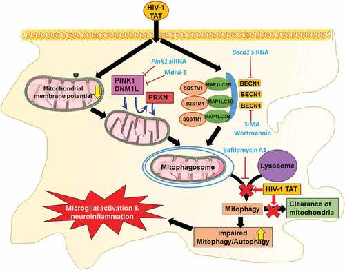 Figure 11. Schematic diagram outlining HIV-1 TAT-mediated defective mitophagy and microglial activation. Exposure of microglial to HIV-1 TAT decreases mitochondrial membrane potential, leading in turn, to mitochondrial dysfunction, that was followed by initiation of mitophagy and mitophagosomes formation. Exposure to HIV-1 TAT, however, blocked mitophagosome maturation, thereby leading to impaired clearance of damaged mitochondria. Accumulation of mitophagosome due to defective mitophagy resulted in microglial activation and increased the release of proinflammatory cytokines, leading to neuroinflammation