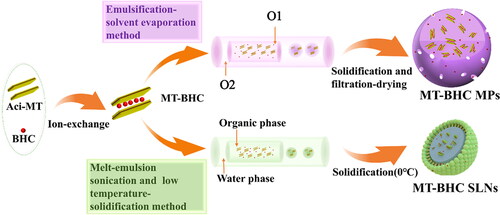 Figure 1. Schematic diagram of the preparation processes of MT-BHC MPs and MT-BHC SLNs.