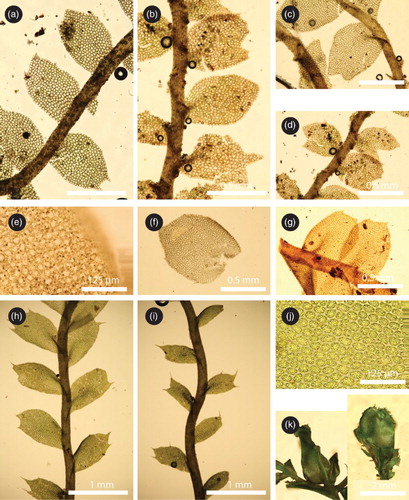 Figure 3. Plagiochila spinulosa from Lesotho (A–G) and Scotland (H–K). A–D, H–I, shoots in dorsal view; E, medial leaf cells; F, dislocated leaf; G, shoot segment in ventral view; J, medial leaf cells showing oil-bodies; K, perianth in dorsal and lateral views showing subfloral innovations. A–G, from Lesotho, Duckett et al. 34026 (E); H–K, from Scotland, Rycroft 17001 (M).