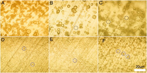 Figure 1. Micrographs of PLGA nanofibrous scaffolds. (A) 10% PH group, (B) 15% PH group, (C) 20% PH group, (D) 15% PH dissolved in chloroform and DMF (V:V = 5:5), (E) 15% PH dissolved in chloroform and DMF (V:V = 7:3), (F) 15% PH dissolved in chloroform and DMF (V:V = 9:1). Black circles indicate generated fibers, blue circles indicate generated beads.