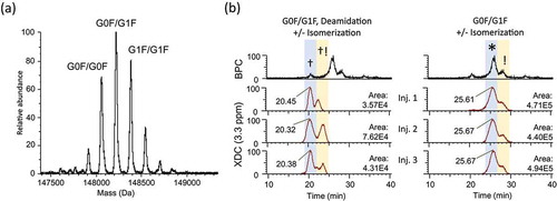 Figure 8. Reproducibility of ‘Balanced Method’ optimized for both selectivity and dynamic range. (a) Deconvoluted spectrum shows a different glycosylation pattern for a second batch of trastuzumab analyzed using a method which was optimized for both specificity and dynamic range (Orbitrap resolution setting = 45,000, Sliding Window Deconvolution Mass/Merge Tolerance = 3.3 ppm, LC gradient = 1–8% B in 30 min). (b) XDC traces plotted at 3.3 ppm mass/merge tolerance demonstrate reproducibly sufficient separation in both mass and RT domains to distinguish deconvoluted G0F/G1F isoforms as being deamidated (LC-N30) or otherwise unmodified. Doublet peaks are observed for both the deamidated and main peak isoforms of G0F/G1F, presumably due to isomerization at HC-D102 as previously identified by Harris et al.Citation23