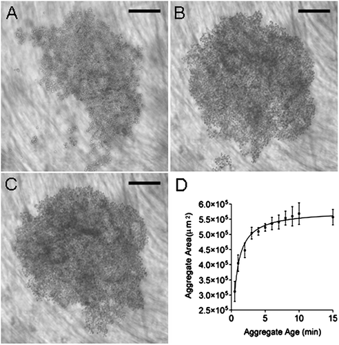 Figure 3 Development of HepG2 cell aggregate in the USWT at (A) 30 s, (B) 3 min, and (C) 15 min. Mean aggregate area increases with aggregate age until 3 min (D). Bar in micrographs represents 200 μ m.
