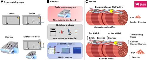Figure 4 Overview of quadriceps muscle remodeling exposed to smoke and aerobic exercise training. (A–C) represents experimental groups, analysis, and main results. Moderate treadmill training for 24 weeks in mice exposed to cigarette smoke did not promote CSA gain, despite inducing higher pro-MMP-2 activity in quadriceps muscle mass. The figure was created in the Servier Medical Art (www.smart.servier.com) licensed under a Creative Commons Attribution 3.0 Unported (free) and Mind the Graph platform (www.mindthegraph.com) licensed under the Attribution-Share Alike 4.0 International license.
