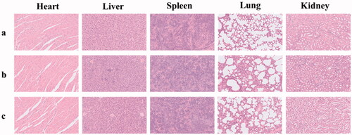 Figure 7. The histological characteristics of the main organs after treatment with glucose solution (a), SOF (b) and DOX@SOF (c) (×200).