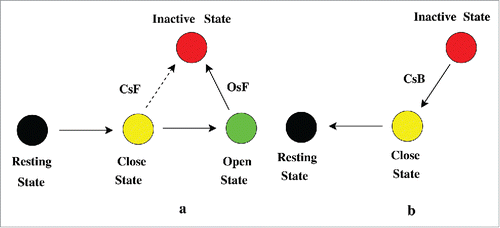 Figure 8. Path during activation and recovery from inactivation. In (A) the test pulse path of inactivation has been shown. During the test pulse the system from resting state P0 goes to closed-state P3 to P5 and then via OsF path goes to inactivation. There is a small probability of occurring inactivation via CsF path. The bold solid arrow line indicates the most preferred path of inactivation, OsF. In (B) the recovery from inactivation or refractory path during base pulse is shown. During the base pulse the system from inactivated state goes to resting state via CsB path.