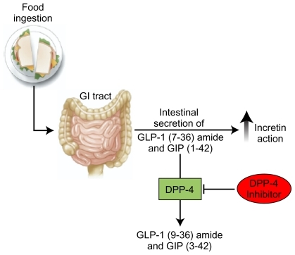 Figure 2 The incretins are released from intestinal cells after a meal, and act on pancreatic β-cells to stimulate insulin secretion. GLP-1 also acts on pancreatic α-cells to inhibit glucagon secretion and thereby reduce hepatic glucose production. The actions of the incretins are limited by DPP-4, which rapidly degrades GLP-1 and GIP into inactive fragments.Citation12–Citation16 The presence of a DPP-4 inhibitor, such as saxagliptin, blocks degradation of the incretins, thereby increasing and prolonging their effects in the pancreas. As a result, blood glucose is lowered.Citation12,Citation15 Reprinted from Gastroenterology, 132, Baggio LL, Biology of incretins: GLP-1 and GIP, 2131–57, © 2007,Citation16 with permission from the AGA Institute.