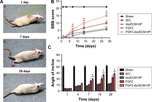 Figure 4 Motor function locomotion assessments of SCI rats: (A) behavior movement of hind limbs of SCI rats at (a) 1, (b) 7, and (c) 28 days after treatment with FGF2-dscECM-HP hydrogel, (B) BBB scores, and (C) angle of incline of SCI rats after various treatments at different times. Data were presented as mean ± SD, n=6. FGF2-dscECM-HP group versus SCI group (*P<0.05; **P<0.01), FGF2-dscECM-HP group versus FGF2 group (#P<0.05).Abbreviations: SCI, spinal cord injury; FGF2, fibroblast growth factor-2; dscECM, decellular spinal cord extracellular matrix; HP, heparin-poloxamer; BBB, Basso, Beattie, and Bresnahan.