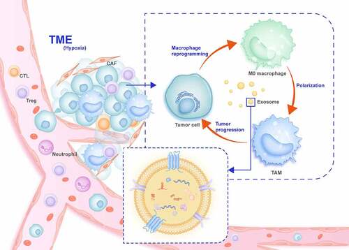 Figure 3. Overview of exosomes in the communication between tumor cells and TAMs in the tumor microenvironment (TME)
