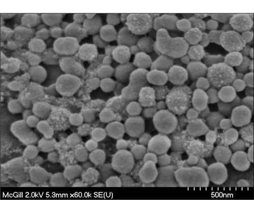 Figure 1 Scanning electron micrograph of glutaraldehyde crosslinked nanoparticles prepared at pH 8, 60k resolution. The nanoparticles were found to be of uniform size and narrow size distribution.