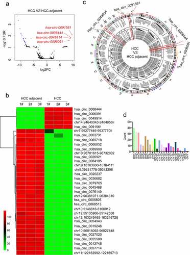 Figure 1. The identification of a potential circ_RNA marker for HCC. (a) DE-circRNAs volcano map, significant De-circRNA red points indicate up-regulation, blue points indicate down-regulation; the x-axis indicates the fold change of circRNA expression in various samples; the y-axis represents the statistical significance of the difference in circRNA expression. (b) DE-circRNA data were adjusted the P-value and obtained 5 up-regulated and 29 down-regulated chromosome fragments, some of which could not be identified by the circbank and circbase databases, and finally, we got 4 up-regulated and 19 down-regulated expressed circRNAs. (c) the name, hosting gene, position on the chromosome, and average expression of each DE-circRNAs were displayed by the Circos diagram. In this study, the four genes have been marked by the red box. (d). The statistical graph of the number of differential circRNA corresponding to each chromosome is described.