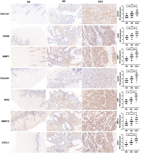 Figure 4 The protein expression levels of hub genes in NE, BE and EAC. The protein expression level of COL1A1, TGFBI, MMP1, COL4A1, NID2, MMP12, CXCL1 was detected and quantified by immunohistochemistry in NE (n=20), BE (n=20) and EAC (n=20) tissues. **(P < 0.01) or ***(P < 0.001) represents statistical significance.