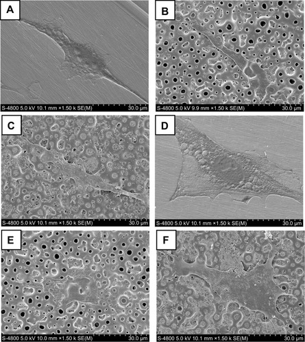 Figure 8 Scanning electron microscope images showing the morphology of osteoblasts spread on the specimens. (A) polished cp-Ti, after 1 day. (B) MAO-Ti, after 1 day. (C) BBF/PLLA-MAO-Ti, after 1 day. (D) polished cp-Ti, after 3 days. (E) MAO-Ti, after 3 days. (F) BBF/PLLA-MAO-Ti, after 3 days.Abbreviations: BBF/PLLA-MAO-Ti, cross-linking (Z-)-4-bromo-5-(bromomethylene)-2(5H)-furanone loaded poly(L-lactic acid) nanoparticles with gelatin on microarc-oxidized titanium; cp-Ti, commercially pure Ti; MAO-Ti, microarc-oxidized titanium.