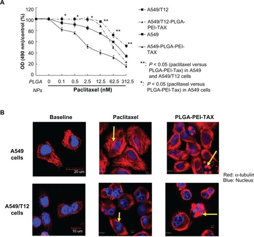 Figure 3 Poly(lactic-co-glycolic acid)-polyethylenimine nanoparticles loaded with paclitaxel (PLGA-PEI-TAX) was more cytotoxic to A549 and A549/T12 cells than free paclitaxel alone. (A) Cellular viability was assessed by 3-(4,5-dimethylthiazol-2-yl)-2,5-diphenyl tetrazolium bromide assay when A549 and A549/T12 cells were treated with PLGA nanoparticles and PLGA-PEI nanoparticles for 48 hours. Cells were treated with paclitaxel and PLGA-PEI-TAX at various dosages (0.1 nM, 0.5 nM, 2.5 nM, 12.5 nM, 62.5 nM, and 312.5 nM) in A549 cells and T12 cells for 48 hours. (B) Cellular α-tubulin (red) was blotted by immunostaining and subsequent confocal microscopy 3 hours after A549 cells were treated with 12.5 nM of paclitaxel and 12.5 nM of PLGA-PEI-TAX, respectively. The same experiment was performed with 62.5 nM of paclitaxel and 62.5 nM of PLGA-PEI-TAX in A549/T12 cells.Notes: The nucleus is shown by 4′,6-diamidino-2-phenylindole staining. Tubulin aggregation is marked with arrows. Scale bar is 5 μm.Abbreviations: NPs, nanoparticles; OD, optical density; PLGA, poly(lactic-co-glycolic acid); PLGA-PEI-TAX, poly(lactic-co-glycolic acid)-polyethylenimine nanoparticles loaded with paclitaxel.