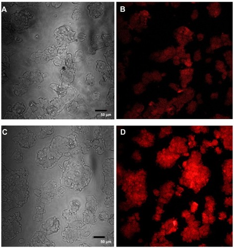 Figure 8 Confocal images of HepG2 cells incubated with QDs for 1 hour. (A) Differential interference contrast (DIC) image of cells incubated with MSA-QDs; (B) Fluorescent image of A; (C) DIC image of cells incubated with POSS-QDs; (D) Fluorescence image of C; POSS-QDs (D) appear more brightly fluorescent than MSA-QDs (B) at 1 hour.Notes: The images are pseudo-colored. The scale bar is set to 50 μm.Abbreviations: QD, quantum dots; MSA-QDs, mercaptosuccinic acid quantum dots; POSS-QDs, polyhedral oligomeric silsesquioxane quantum dots.