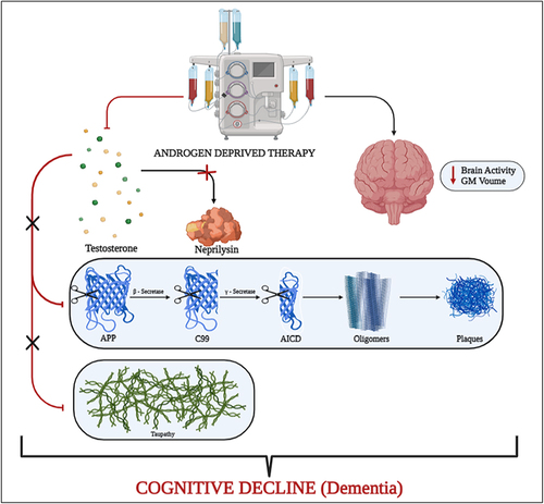 Figure 3 Schematic representation showcasing the consequences of taking Androgen-deprived therapy that led to the onset of cognitive decline (dementia).