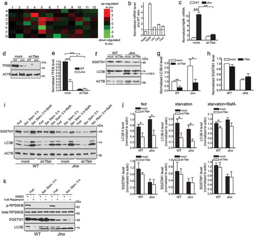 Figure 6. Activation of TFEB induces autophagy upregulation in UNC13D-deficient cells. (a) qPCR array was performed using the RT2 Profiler™ PCR Array System and 84 autophagy and lysosomal genes were analyzed in wild-type (WT) and unc13d-null (Jinx) MEFs. The amount of mRNA in the samples, standardized to 5 housekeeping genes, was expressed as ΔΔCT as described in Material and Methods. See Table S1 for gene information. (b) The upregulation of autophagic and lysosomal genes in UNC13D-deficient cells was validated by quantitative RT-PCR. The target gene expression level was calculated using the 2-ΔΔCT method, which was normalized to actin. The expression levels were relative to the fold change of the corresponding control (WT), which were defined as 1. (c) Atg9b mRNA level was analyzed by qPCR in mock and Tfeb-shRNA (shTfeb) treated WT and Jinx MEFs. (d) WT and Jinx MEFs were infected with lentiviral mouse shRNA against Tfeb (TRCN0000085548, Dharmacon) for 96 h. Expression levels of TFEB were analyzed by Western blot. (e) Quantitative analysis of (d), presented as mean ± SEM from 3 independent experiments. *p < 0.05, ***p < 0.001, Student’s t-test. (f) The indicated macroautophagy markers in mock transfected and Tfeb-knockdown cells were analyzed by Western blot and quantified using ImageJ. (g) Quantitative analysis of LC3B-II expression. Results are represented as mean ± SEM from 3 independent experiments. *p < 0.05, **p < 0.01, Student’s t-test. (h) Quantitative analysis of SQSTM1 protein expression. The results are presented as mean ± SEM from 3 independent experiments. (i) SQSTM1 and LC3B-II protein expression levels were analyzed by Western blot in mock and Tfeb-shRNA transfected WT and Jinx cells under fed, serum starvation (starv) and serum starvation with BafA conditions. (j) Quantitative results of (i) are represented as mean ± SEM from 3 independent experiments. *p < 0.05, Student’s t-test. (k) Phospho-RPS6KB, total RPS6KB, SQSTM1 and LC3B levels in wild-type (WT) and unc13d-null (Jinx) MEFs were analyzed by western blot under fed and serum starvation (Starv.) conditions in the presence or absence of 1 µM rapamycin.