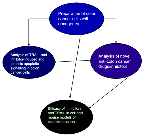 Figure 1. The central objective of this proposal was the investigation of the role of defective apoptotic pathways in human colon tumor cells in order to exploit them in developing novel treatment protocols. A multilateral course of action was planned, which involved genetic, cell biology and biochemical approaches. The Work plan was broken down in activities that partially or totally depended on each other and further dissected to work-packages, which corresponded to the major subdivisions of the program. The structure of the project reflected the complimentarity of the approaches and of the expertise of the participants. Thus, each participant has been contributing to several work-packages. The integration of the single contributions has been fundamental to successfully execute the tasks. A list of developed and/or characterized reagents is presented in Table 2.