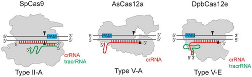 Figure 1. Cas12a and Cas12e belong to Class II Type V CRISPR-Cas effectors, subtypes V-A and V-E, correspondingly.In contrast to Cas12a, Cas12e enzymes require tracrRNA in addition to crRNA for DNA target recognition. crRNA indicated in red, tracrRNA indicated in green. PAM sequences are shown with blue rectangles. SpCas9 – Cas9 from Streptococcus pyogenes (1,368 amino acids), AsCas12a – Cas12a from Acidaminococcus sp. (1,307 amino acids), DpbCas12e – Cas12e from Deltaproteobacteria (986 amino acids). The pairing between DNA and RNA molecules, as well as indicated positions of DNA cleavage sites shown are schematic.