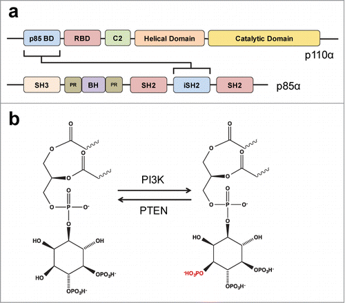 Figure 1. Structure and biochemistry of PI3K. (A) The domains of PI3K catalytic (p110α) and regulatory (p85α) subunits are represented. The connecting arrow indicates the domains involved in the interaction between these 2 subunits. BD (Binding Domain), RBD (Ras-BD), SH3 (SRC Homology 3), PR (Proline-Rich), BH (BcR Homology), SH2 (SRC Homology 2), iSH2 (inter-SH2). (B) Phosphorylation of the phosphatidylinositol 4,5-bisphosphate inositol ring at position 3-OH (red). Arrows indicate the direction catalyzed by PI3K or the phosphatase PTEN.