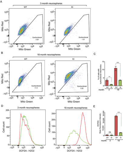 Figure 5. Increased autophagy reduces dysfunctional mitochondria and ROS in NSCs of old Becn1 KI mice. (A and B) Dysfunctional mitochondria in dissociated neurosphere cells from 3-months-old (A) and 18-months-old (B) WT and KI mice were evaluated by the percentage of cells with decreased ratios of MitoTracker Red to MitoTracker Green. (C) Mean ± SE of percentage of dysfunctional mitochondria of total mitochondria in dissociated neurospheres from Becn1 KI and WT mice at 3 mo and 18 mo. (n = 3 mice each). (D) FACS of DCFDA in dissociated neurosphere cells of 3-months-old (left panel) and 18-months-old (right panel) WT mice and KI mice. (E) Mean ± SE of mean fluorescent intensity of DCFDA in dissociated neurospheres from Becn1 KI and WT mice at 3 mo and 18 mo. (n = 3 mice each). **: p < 0.01, ***: p < 0.001. ns: no significance. Student’s t test and One-way Anova were used for statistical analysis.