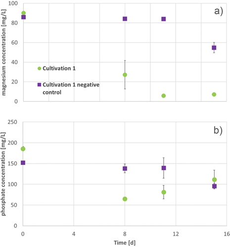 Figure 8. Magnesium (a) and phosphate (b) concentration during 15 d cultivation of A. platensis in Zarrouk medium with 160 mg/L phosphate and 80 mg/L magnesium cultivation 1 (green circles) and Zarrouk medium with 160 mg/L phosphate and 80 mg/L magnesium (without culture of A. platensis) as cultivation 1 negative control (purple squares) is described. Error bars show the standard deviation of threefold determination.