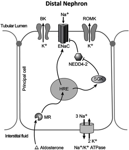 Figure 2 Model of a principal cell of the distal nephron. In normal conditions aldosterone activates mineralocorticoid receptor (MR), which can increase transcription of ENaC subunits, or an inhibitor of NEDD4-2, SGK. The Na+/K+ ATPase creates the electrochemical gradient for the reabsorption of sodium, and potassium efflux in these cells. In Liddle’s syndrome, additional sodium reabsorption in these cells can result in additional potassium efflux through ROMK, and BK channels.