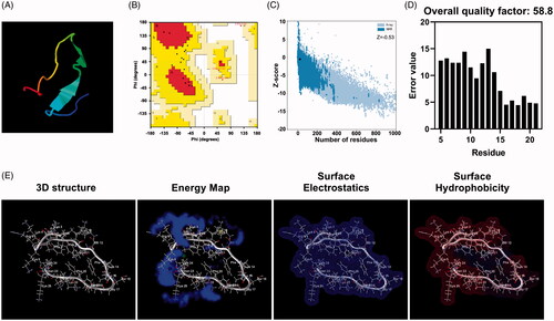Figure 1. Peptide P1 secondary structure prediction. (A) Three-dimensional structure model of peptide P1 predicted by I-TASSER. (B) I-TASSER predicted peptide P1 structure validation of the assessed Ramachandran plot. (C) I-TASSER predicted peptide P1 structure evaluated by ProSA-web. (D) Overall quality of I-TASSER predicted P1 structure evaluated by ERRAT server. (E) Three-dimensional structure, energy map, surface electrostatics, and hydrophobicity representation of peptide P1.