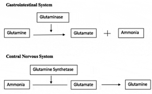 Figure 3. Glutamate and ammonia metabolism [Citation7]